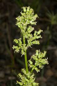 Attēlu rezultāti vaicājumam “Silene otites”