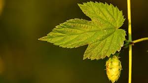 Attēlu rezultāti vaicājumam “Humulus lupulus”