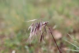 Attēlu rezultāti vaicājumam “Anisantha tectorum”