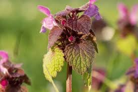 Attēlu rezultāti vaicājumam “Lamium”