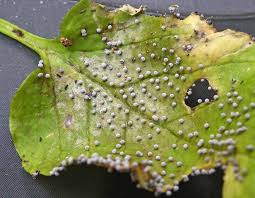 Attēlu rezultāti vaicājumam “Didymium xanthopus stalked”