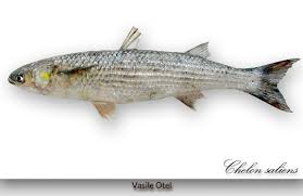 Image result for Chelon saliens