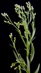 Attēlu rezultāti vaicājumam “Erigeron canadensis”