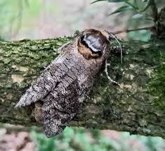 Attēlu rezultāti vaicājumam “Cossus cossus”