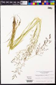 Attēlu rezultāti vaicājumam “Agrostis stolonifera subsp. straminea”