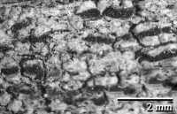 Attēlu rezultāti vaicājumam “Xylographa paralella”