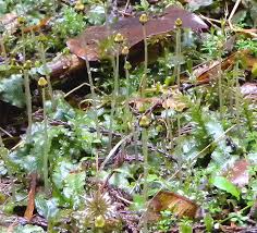 Attēlu rezultāti vaicājumam “Conocephalum”