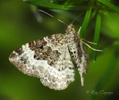 Attēlu rezultāti vaicājumam “Epirrhoe alternata”