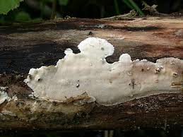 Attēlu rezultāti vaicājumam “Antrodiella semisupina”