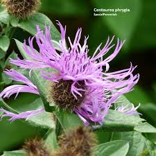 Attēlu rezultāti vaicājumam “Centaurea phrygia bud”