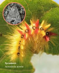 Attēlu rezultāti vaicājumam “Acronicta aceris larva”