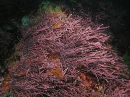 Attēlu rezultāti vaicājumam “Rhodophyta”