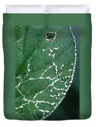 Attēlu rezultāti vaicājumam “Diachea leucopodia”