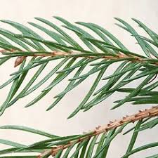 Attēlu rezultāti vaicājumam “Picea abies fo. virgata leaf”