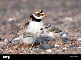 Attēlu rezultāti vaicājumam “Charadrius hiaticula”