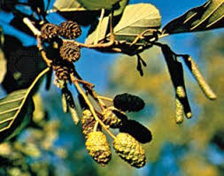 Image result for Alder Cc