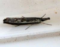 Attēlu rezultāti vaicājumam “Platytes alpinella”