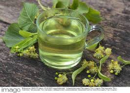 Attēlu rezultāti vaicājumam “Tilia x vulgaris”