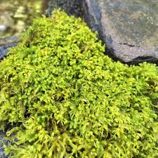 Attēlu rezultāti vaicājumam “Anomodon attenuatus”