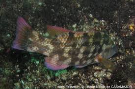 Image result for Symphodus bailloni