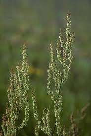 Attēlu rezultāti vaicājumam “Rumex aquaticus leaf”