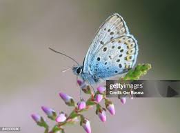 Attēlu rezultāti vaicājumam “Plebejus argus male”