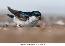 Attēlu rezultāti vaicājumam “Delichon urbicum”