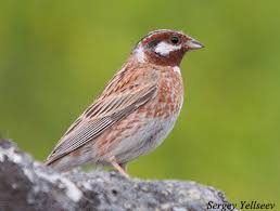 Image result for Emberiza leucocephalos