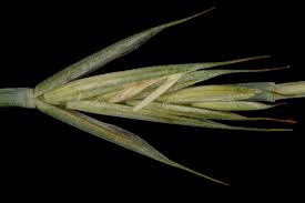 Attēlu rezultāti vaicājumam “Elytrigia repens leaf”