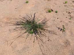 Attēlu rezultāti vaicājumam “Digitaria ischaemum”