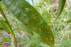 Attēlu rezultāti vaicājumam “Tranzschelia pruni-spinosae spores”