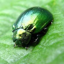 Attēlu rezultāti vaicājumam “Linaeidea aenea”