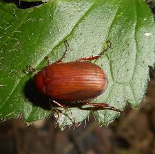 Attēlu rezultāti vaicājumam “Serica brunnea”