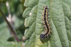 Attēlu rezultāti vaicājumam “Aglais urticae underside”