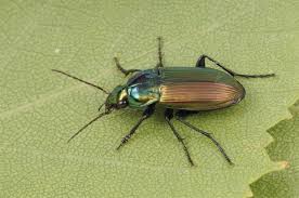 Attēlu rezultāti vaicājumam “Poecilus versicolor”