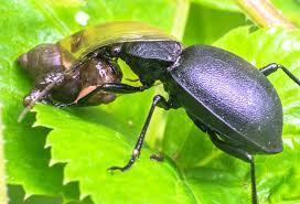 Attēlu rezultāti vaicājumam “Cychrus caraboides”