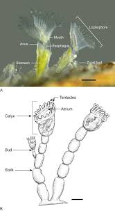 Attēlu rezultāti vaicājumam “Bryozoa”