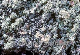 Attēlu rezultāti vaicājumam “Trapeliopsis granulosa”