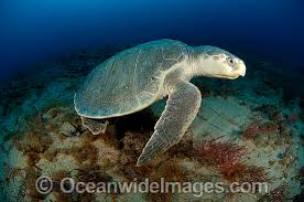 Image result for Lepidochelys kempii