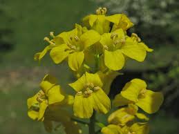 Attēlu rezultāti vaicājumam “Barbarea vulgaris subsp. arcuata”