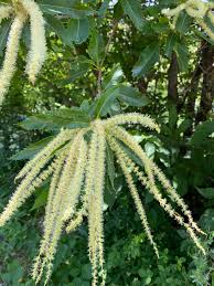 Attēlu rezultāti vaicājumam “Castanea sativa”