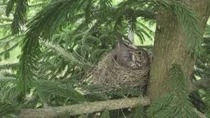 Attēlu rezultāti vaicājumam “Turdus philomelos nest”