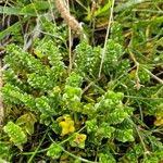 Attēlu rezultāti vaicājumam “Honckenya peploides leaf”