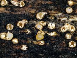 Attēlu rezultāti vaicājumam “Sphaerobolus stellatus”