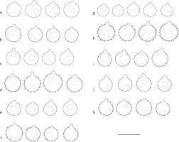 Attēlu rezultāti vaicājumam “Basidiodendron”
