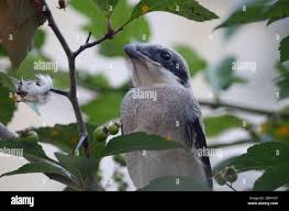 Attēlu rezultāti vaicājumam “Laniidae”