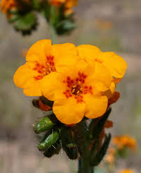 Attēlu rezultāti vaicājumam “Trichia flavicoma stalked”