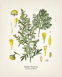 Image result for Artemisia absinthium
