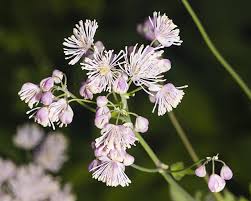 Attēlu rezultāti vaicājumam “Thalictrum aquilegifolium bud”