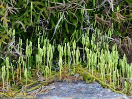 Attēlu rezultāti vaicājumam “Lycopodium dubium”
